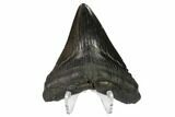 Fossil Megalodon Tooth - Georgia #145436-2